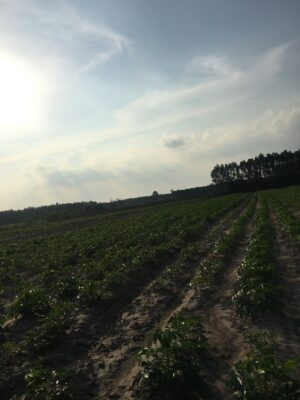 Đất Xã Phú Hội 1.5 triệu 1 m2 Nhơ Trạch